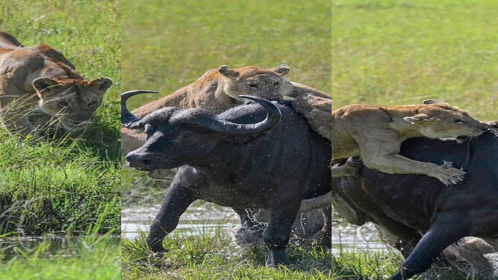 शिकार के लिए शेरो़ ने बनाई टीम Four Lions overpowered buffalo