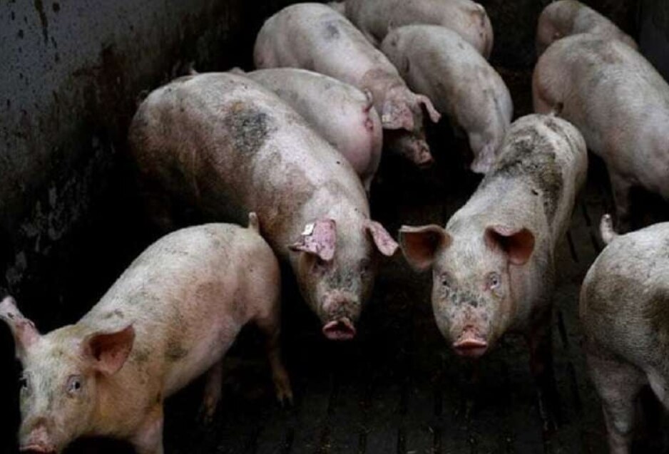 Corona की दूसरी लहर के बीच मिजोरम में पांच हजार से अधिक सुअरों की मौत, दहशत
