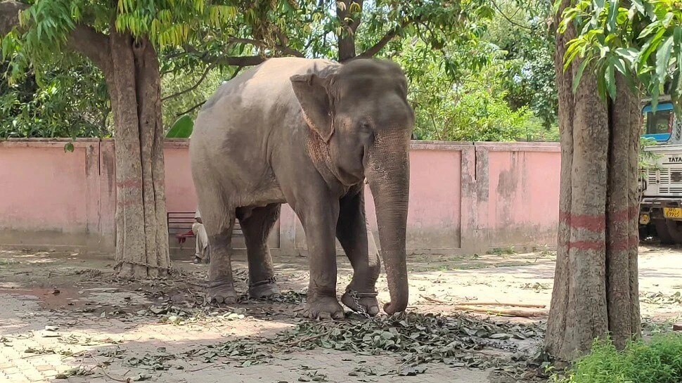 1.5 साल से सजा काट रहे मिट्ठू हाथी की रिहाई का रास्ता साफ, भेजा जाएगा दुधवा नेशनल पार्क