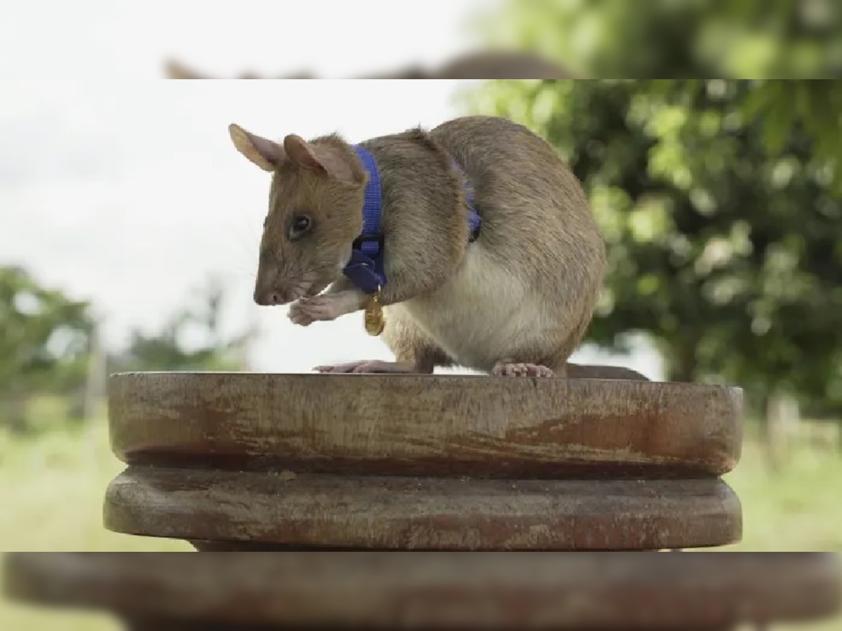 बहादुर चूहा मगावा (फोटो: द गार्डियन)