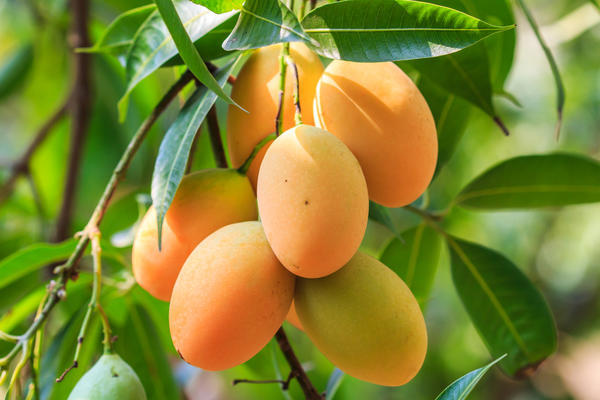 World Highest Mango Producing Country Know Position Of India rsup | Current  Affairs: क्या आप जानते हैं दुनिया में सबसे ज्यादा आम किसी देश में पैदा होता  है? इस स्थान पर है