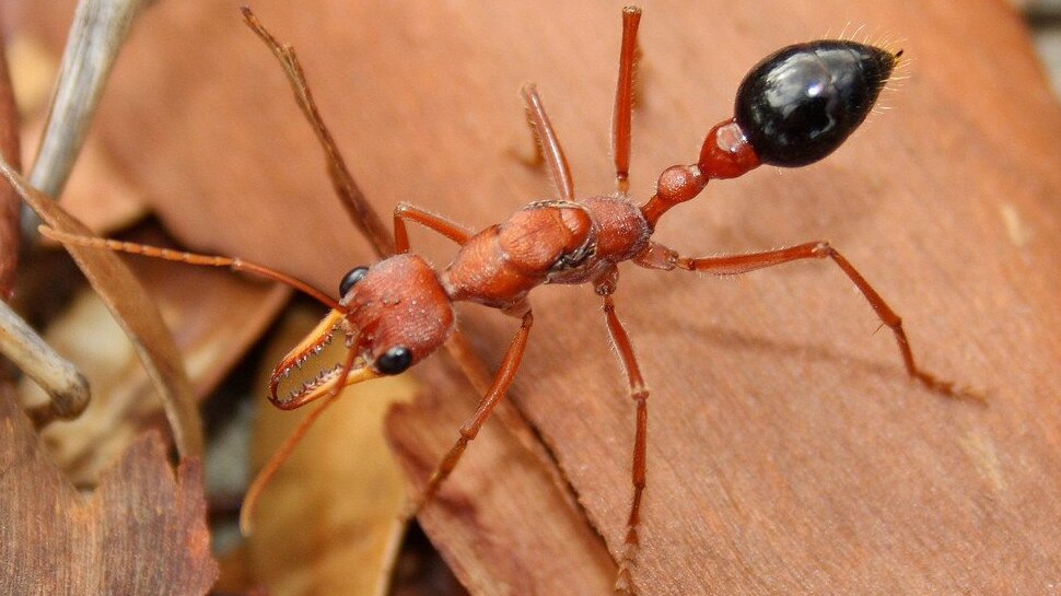 world-s-most-dangerous-bulldog-ant-human-dies-in-15-minutes-after-bite