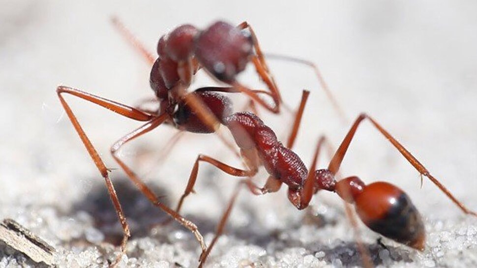World's most dangerous bulldog ant, human dies in 15 minutes after bite |  PICS: दुनिया की सबसे खतरनाक 'बुलडॉग' चींटी, काटने पर 15 मिनट में इंसान की  मौत | Hindi News,