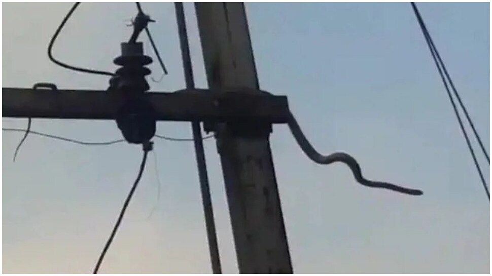 viral video of snake getting electric shock in indore madhya pradesh