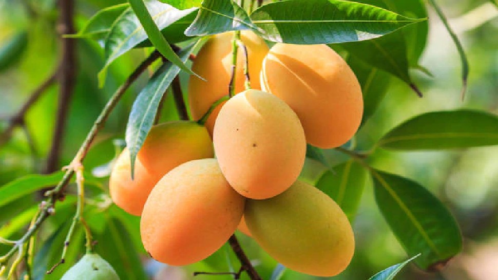 Mango is very beneficial for children health bachho ke liye aam ke fayde  brmp | गर्मियों में बच्चे को रोज खिलाएं 1 आम, दिमाग और हड्डियों का होगा  विकास, एक्सपर्ट्स ने बताए