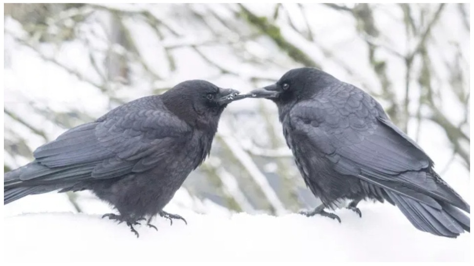 इंसानों के लिए मिसाल है इनकी प्रेम कहानी George Mabel Love Is A Blessing For Humans
