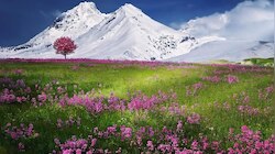 क्या आप जानते हैं दुनिया का सबसे महंगा मसाला हिमालय में उगाया जाता है?