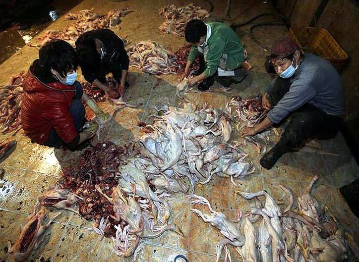 रिसर्च में बड़ा खुलासा- कोरोना महामारी से पहले चीन की बाजारों में बेचे गए थे कई जंगली जानवर