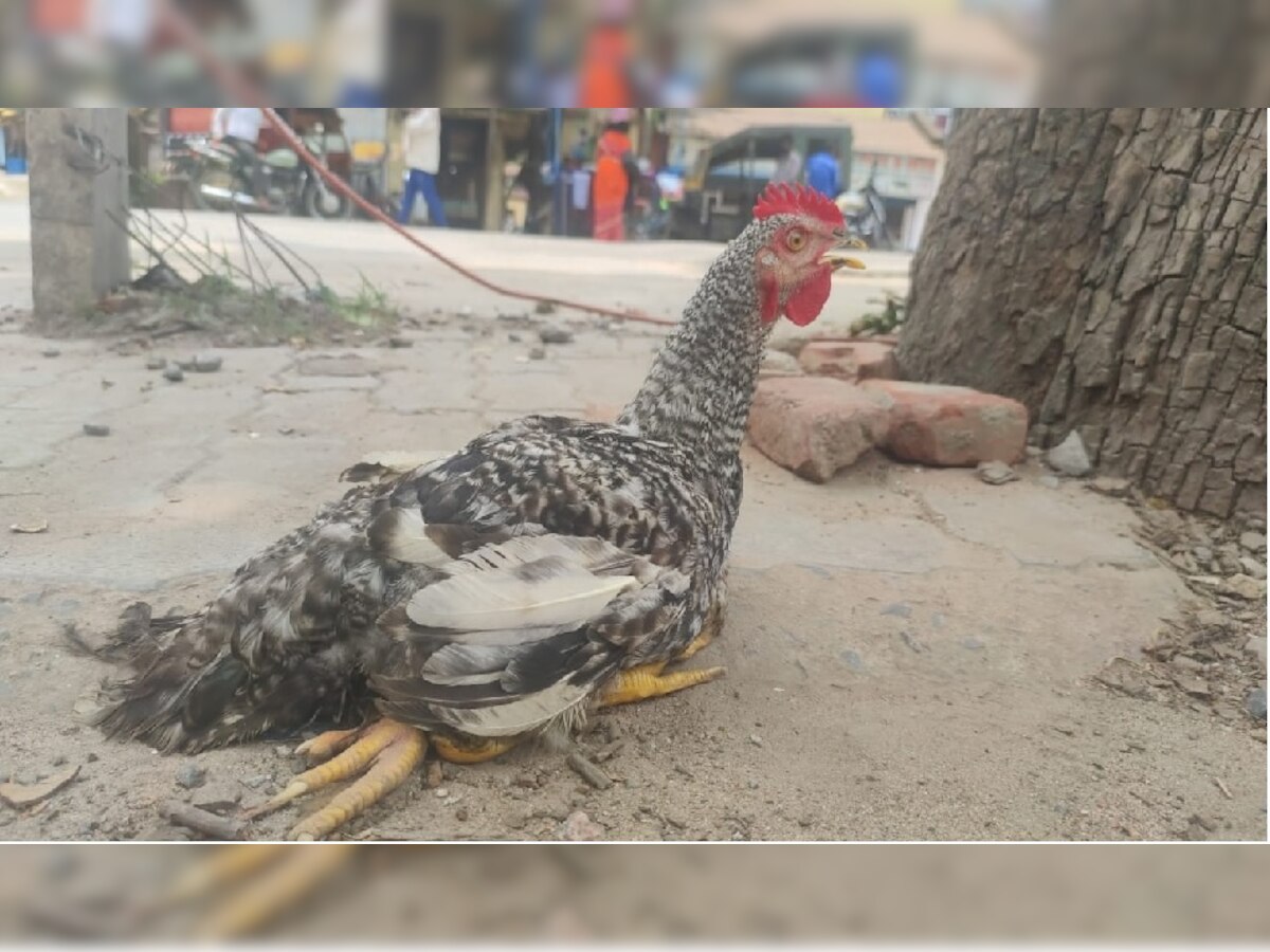 मुर्गे की टांग तोड़ने पर दो परिवार में जमकर हुई मारपीट