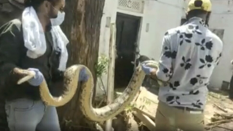 Rajsamand: मकान में निकला 12 फीट लंबा अजगर मची अफरा-तफरी, घरवालों के उड़ गए होश