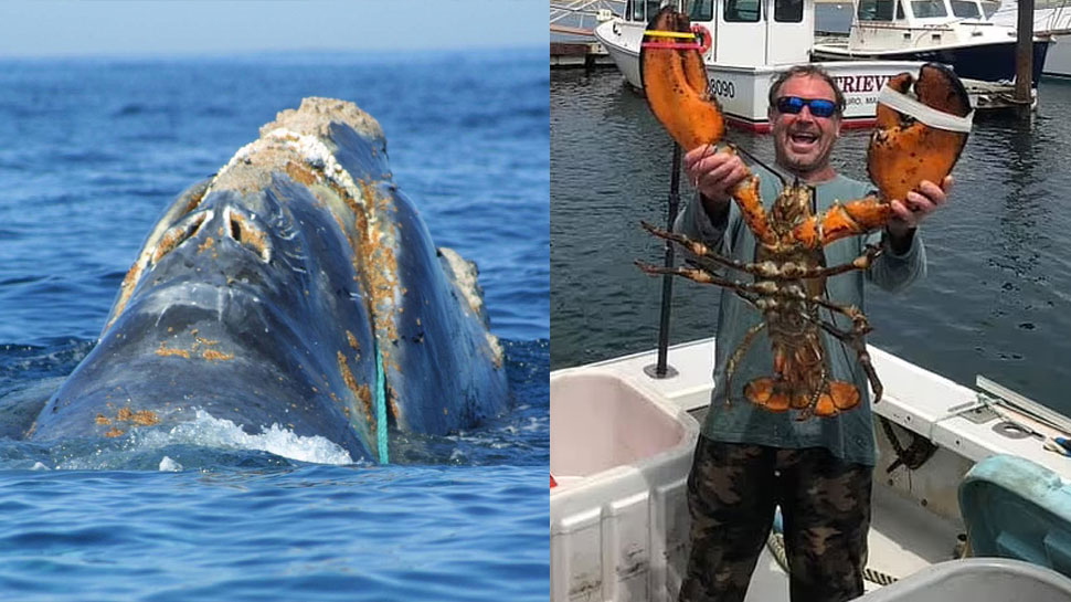 US: मौत को चकमा देकर Whale के मुंह से बाहर आया शख्स, ऐसा था 30 सेकंड का खौफनाक मंजर