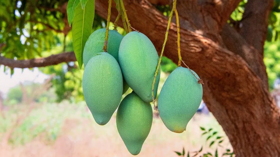 पेड़ पर लगे आम को नहीं तोड़ते किसान Farmers do not pluck the mangoes on the tree