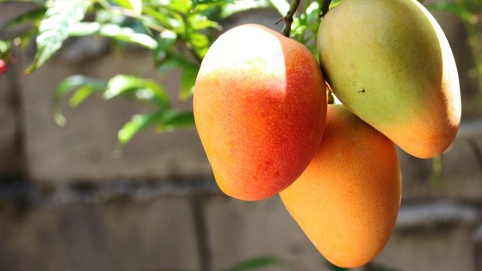 1 किलो आम की कीमत 3 लाख 1 kg mango cost 3 lakhs