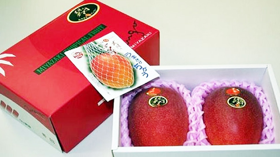 तोहफे में दिया जाता है आम Mango is given as a gift