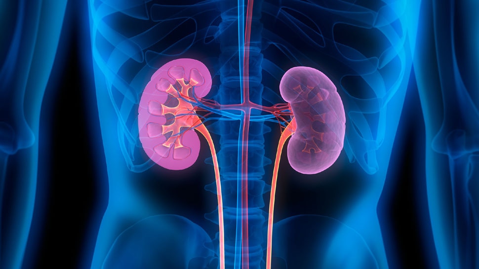 कोरोना वायरस का किडनी पर असर corona virus effect on kidney
