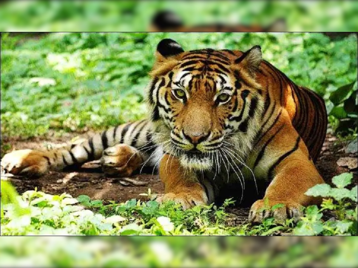मोतिहारी में दिखा बाघ (फाइल फोटो)