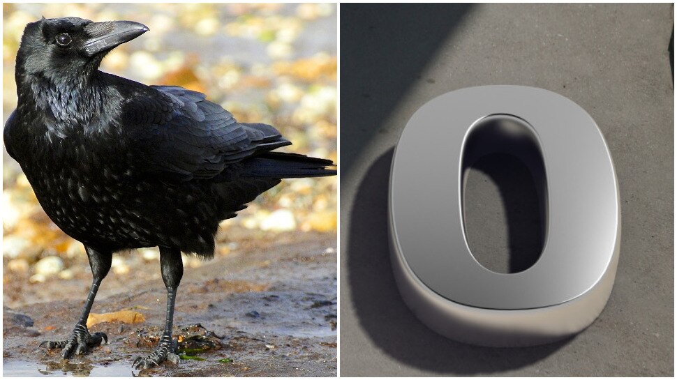 knowledge weird news crows understand the concept of zero Knowledge