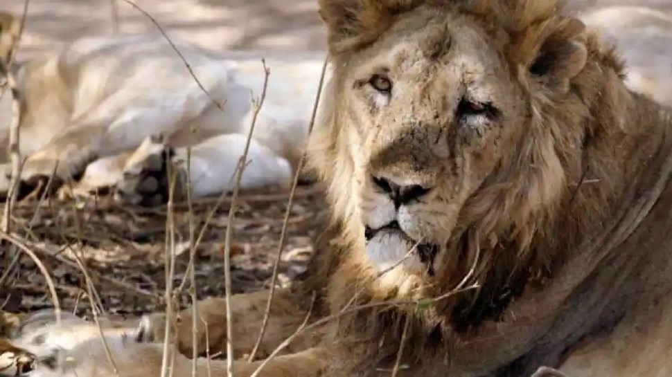 Tamil Nadu: चिड़ियाघर में कोरोना का कहर, शेरनी के बाद अब शेर की भी मौत