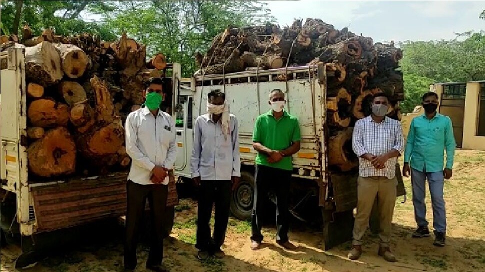 Green Wood Smuggled From Rajasthan To Haryana Two Pickups Were Confiscated हर लकड य क Rajasthan स Haryana तस कर द प कअप क क य गय जब त Hindi News जयप र