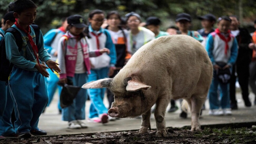 China के बहादुर Pig की मौत के बाद पसरा मातम, भयानक Earthquake से भी बचकर निकल आया था 