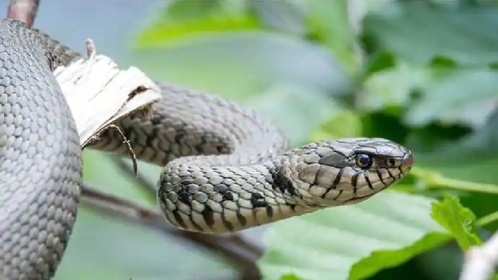 मादा क्यों करती है ऐसा?