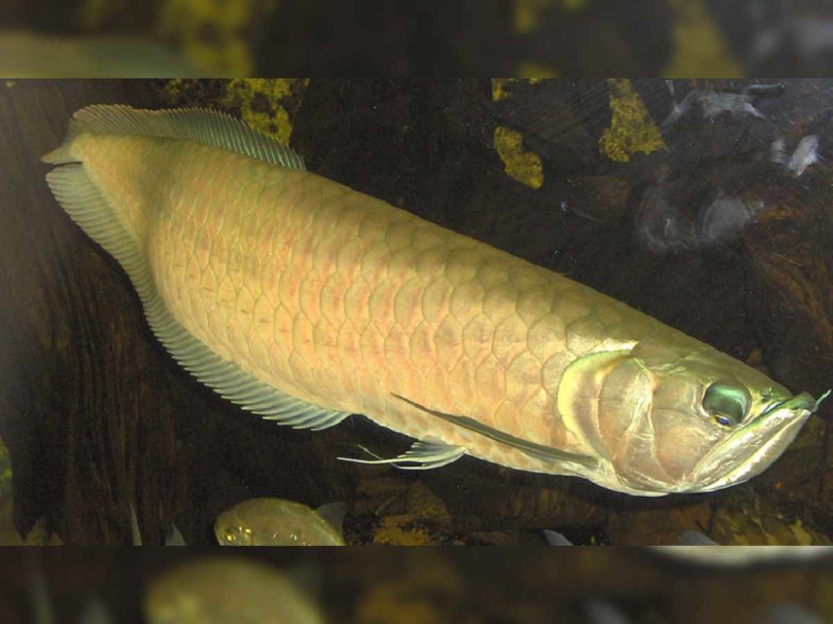 Arowana fish is sold for so many crores know more facts | Vastu Tips ...