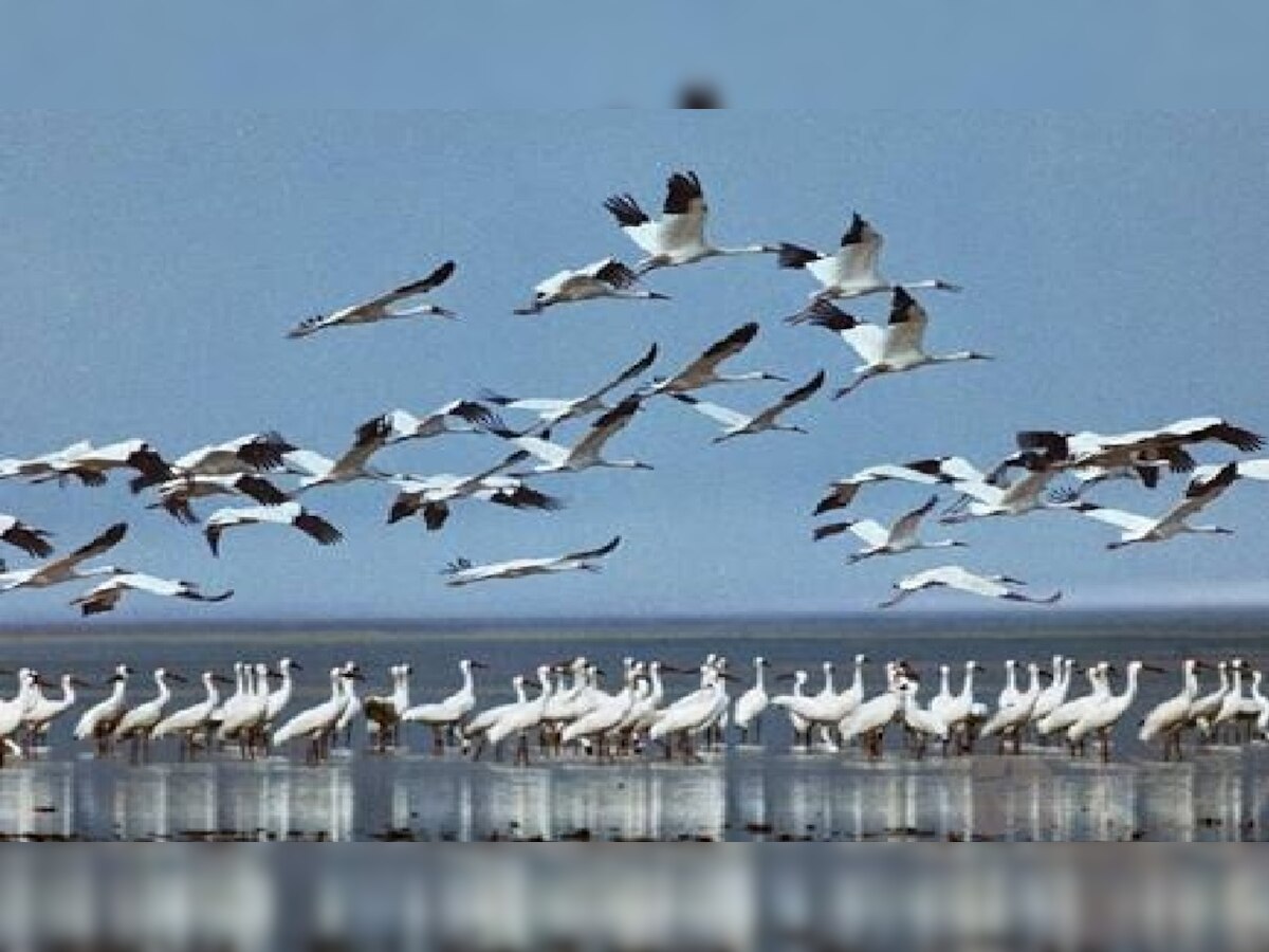  साइबेरियन पक्षियों को मिला आशियाना (फाइल फोटो)
