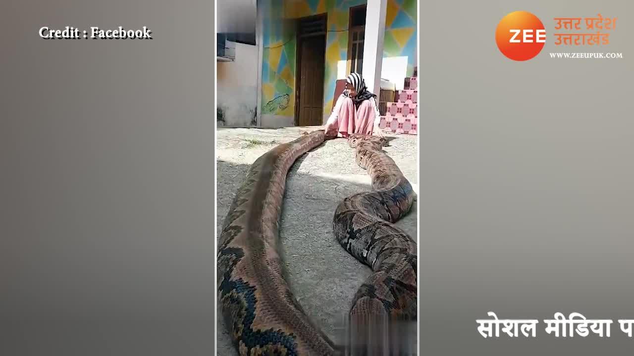 omg viral video girl playing with giant python video gone viral on ...