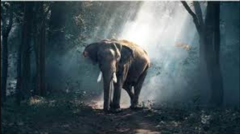Real-life tarzan spent 41 years in jungle4