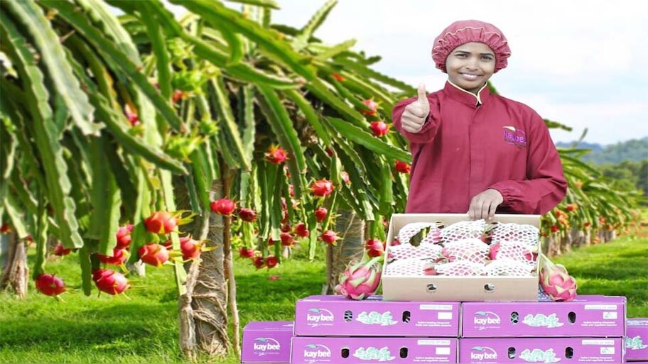 हिन्दुस्तानी ड्रैगन फ्रूट का मजा चखेंगे दुबई के रईस, पहली बार मुल्क से खाड़ी देश निर्यात किया गया यह फल  