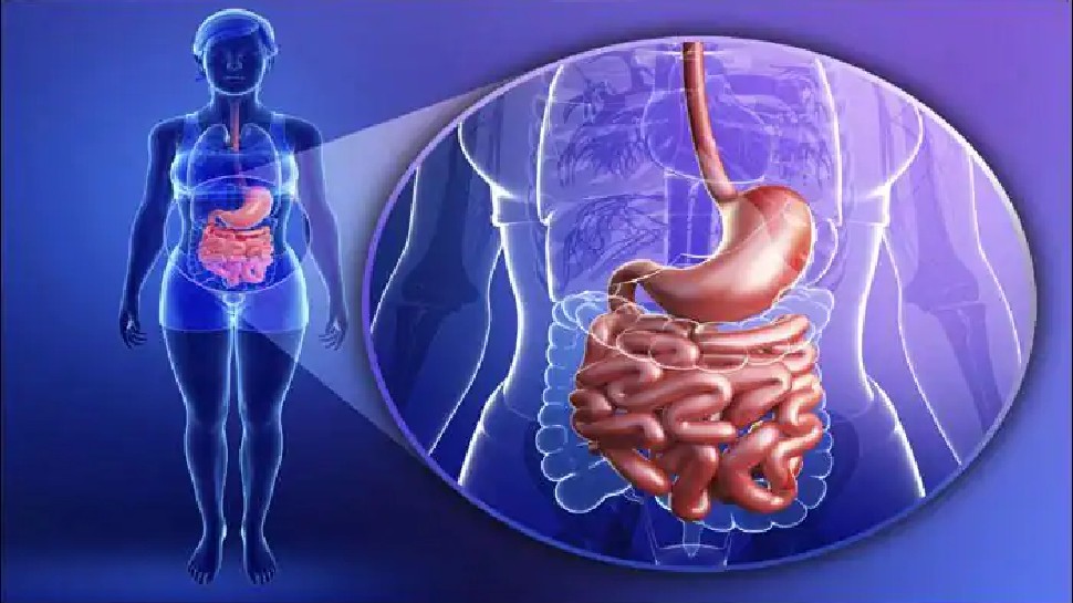 Human Intestine में पाए जाते हैं 54,118 वायरस; खाने को पचाने में है अहम भूमिका