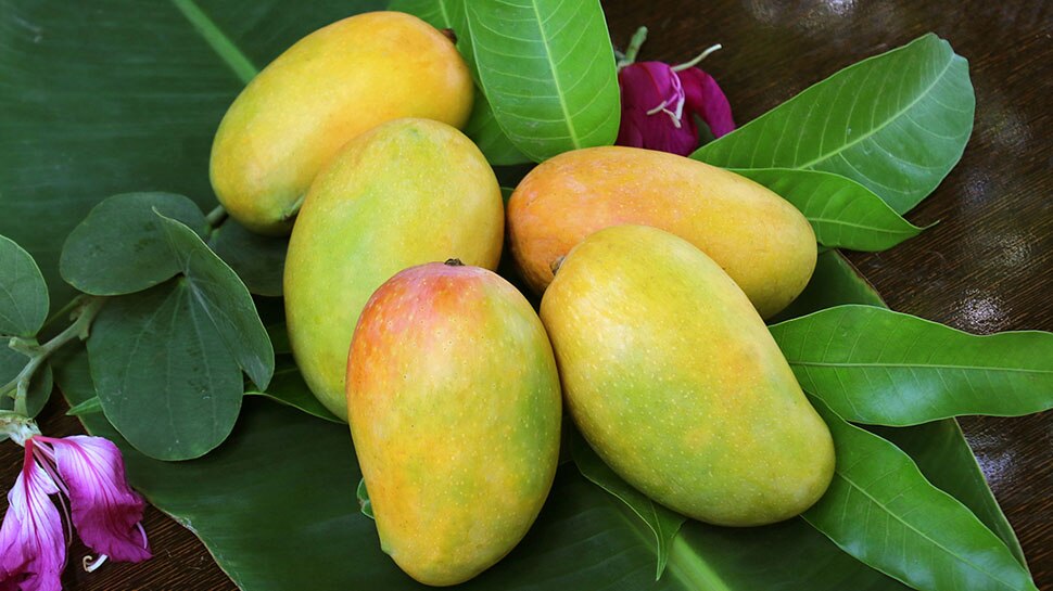 Sugar free mango varieties developed in Pakistan | Diabetes के रोगी भी मजे  से खा सकेंगे आम, मार्केट में आने वाली हैं Sugar Free Mangoes की ये किस्में  | Hindi News,
