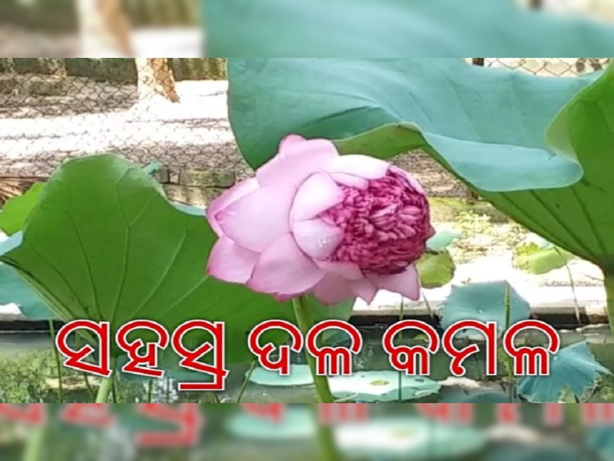 ଓଡ଼ିଶା ମାଟିରେ ଫୁଟିଲା ବିରଳ ହଜାରେ ପାଖୁଡାର ପଦ୍ମ