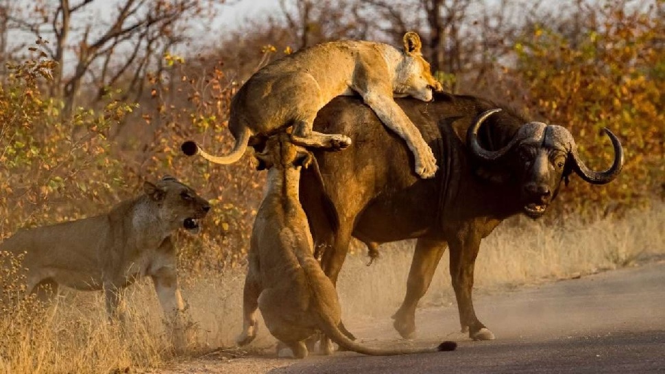 झुंड से बिछड़ी अकेली Buffalo को 3 Lions ने घेरा, अकेले ही खदेड़ दिया जंगल के राजा को; देखें Viral Video