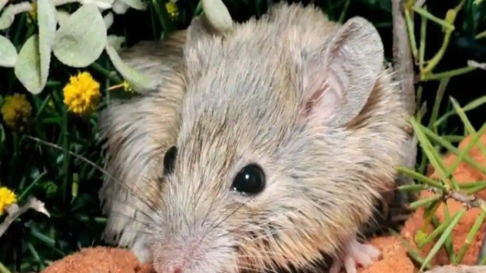 Australia: धरती से गायब हो गया था ये 'चूहा', 150 साल बाद आईलैंड पर मिला