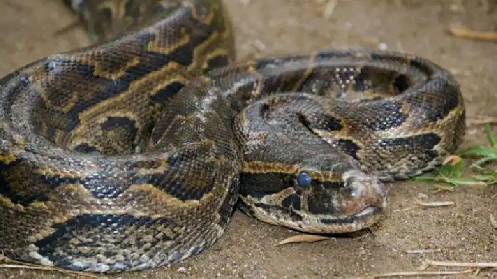 एक्सीडेंट में अजगर की आंतें आईं बाहर, डेढ़ घंटे चला ऑपरेशन; फिलहाल ऑब्जर्वेशन में