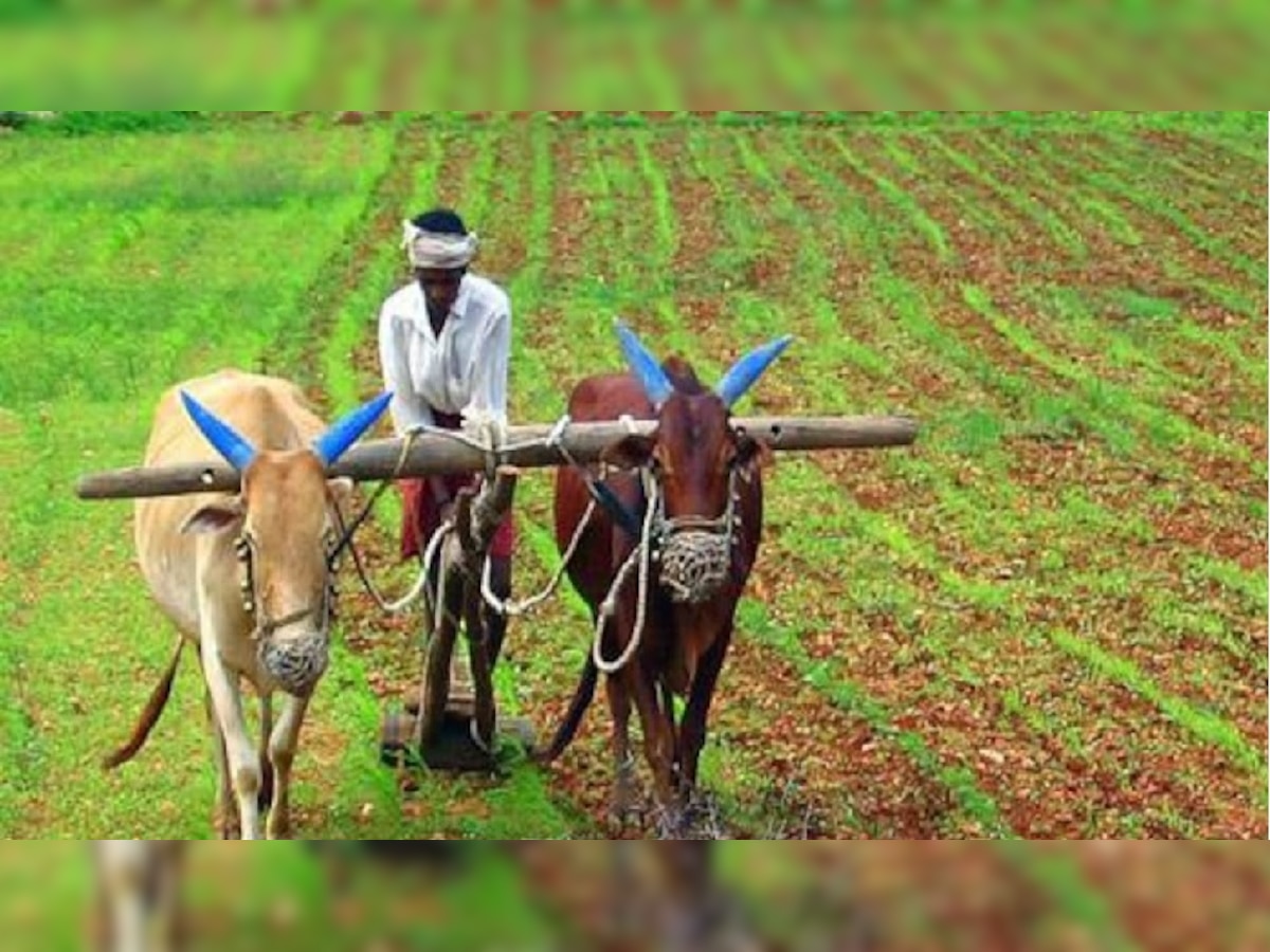 फसल की डिजिटल खरीद-बिक्री में हजारीबाग जिला अव्वल (प्रतीकात्मक फोटो) 