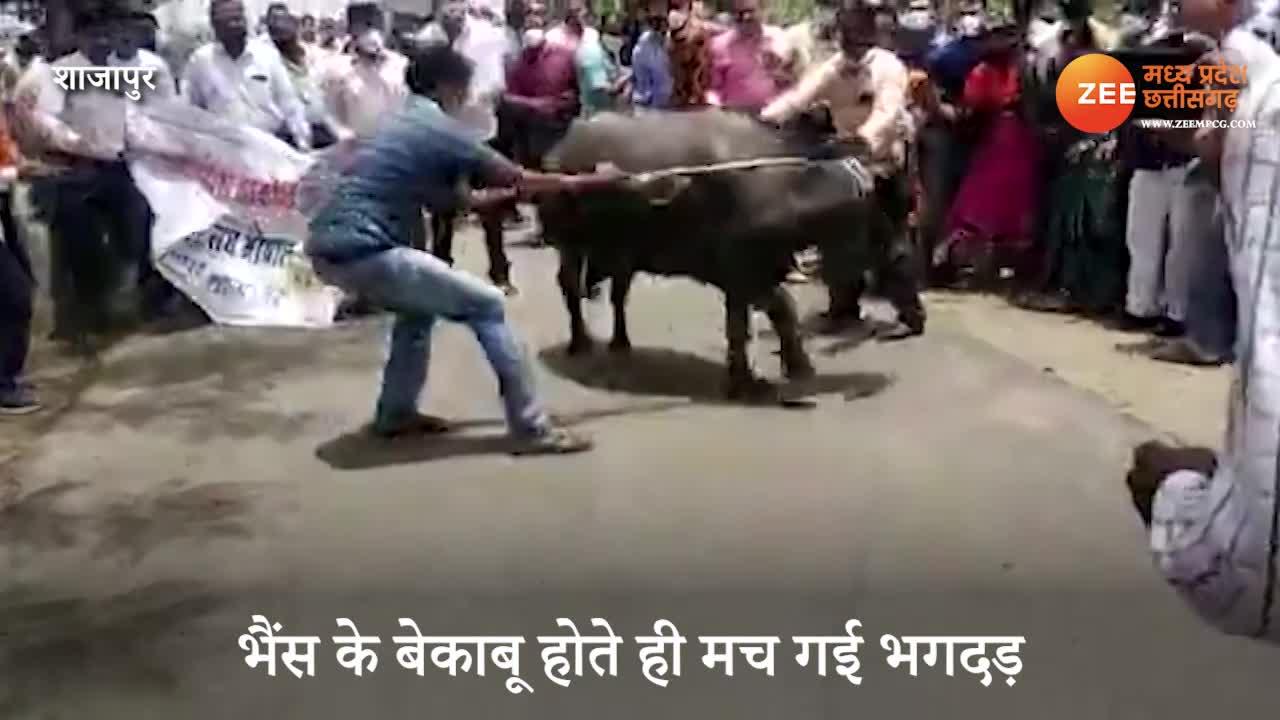 buffalo-became-uncontroll-in-crowd-stampede-bhains-ke-aage-been-bajana