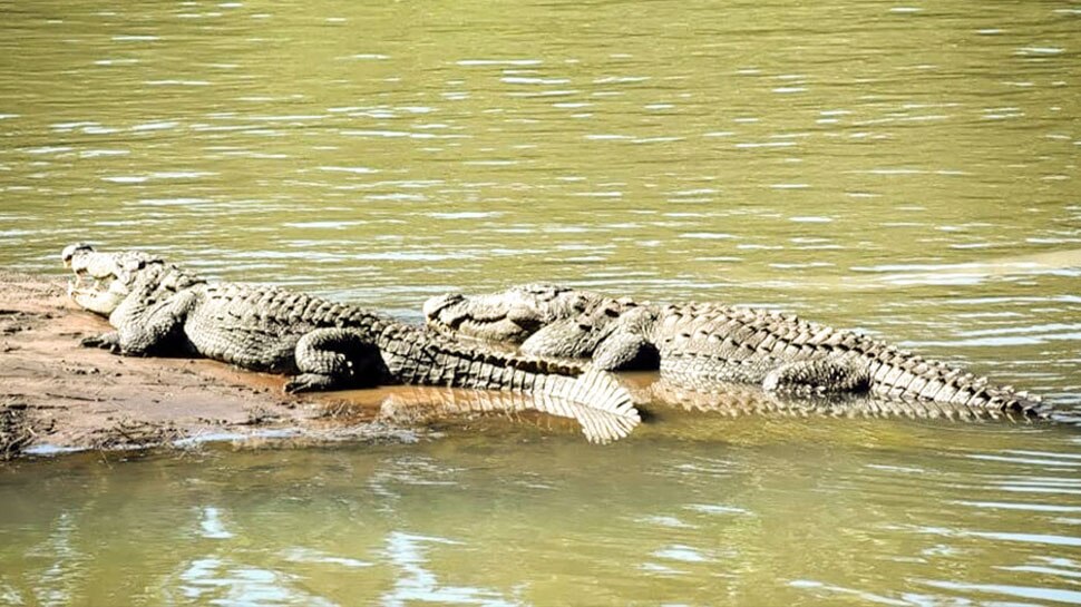 Gujarat: Statue of Unity के पास वाली झील से हटाए गए 194 Crocodile, जानिए क्या है वजह