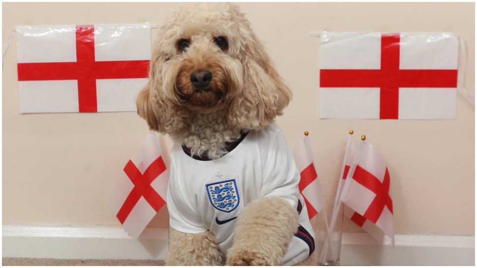 weird news animal prediction euro 2020 earthquake most clever animals ...