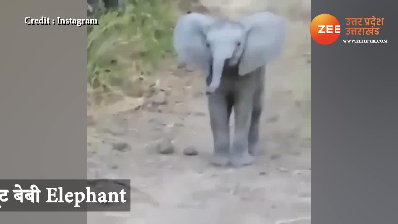 Cute Baby Elephant Masti With Tourists Video Gone Viral Watch Here Uppm ह थ क इस Cute बच च न ट र स ट स क स थ क ख ब मस त Video द ख ह ज ए ग ख श Zee