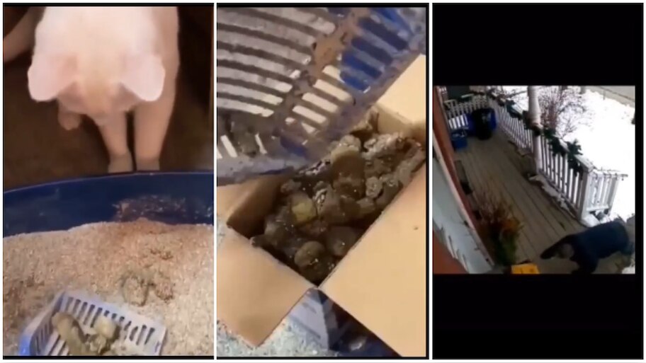 funny video of weird trick to save parcel from getting stolen | Funny ...