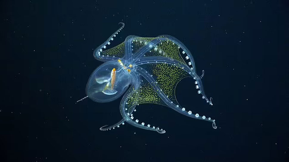 Glass Octopus प्रशांत महासागर में मिला, Transparent Skin के कारण दिखते हैं शरीर के अंदर के अंग