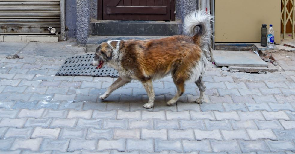 A blind stray dog from Jhansi finds new home in Pennsylvania City US