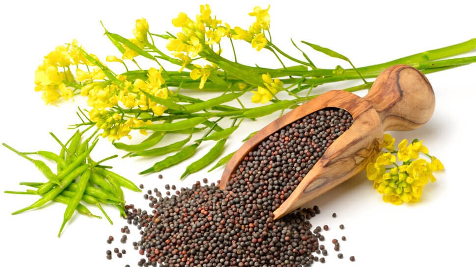 health benefits of mustard seeds छोटी सी राई में छुपा है सेहत का राज