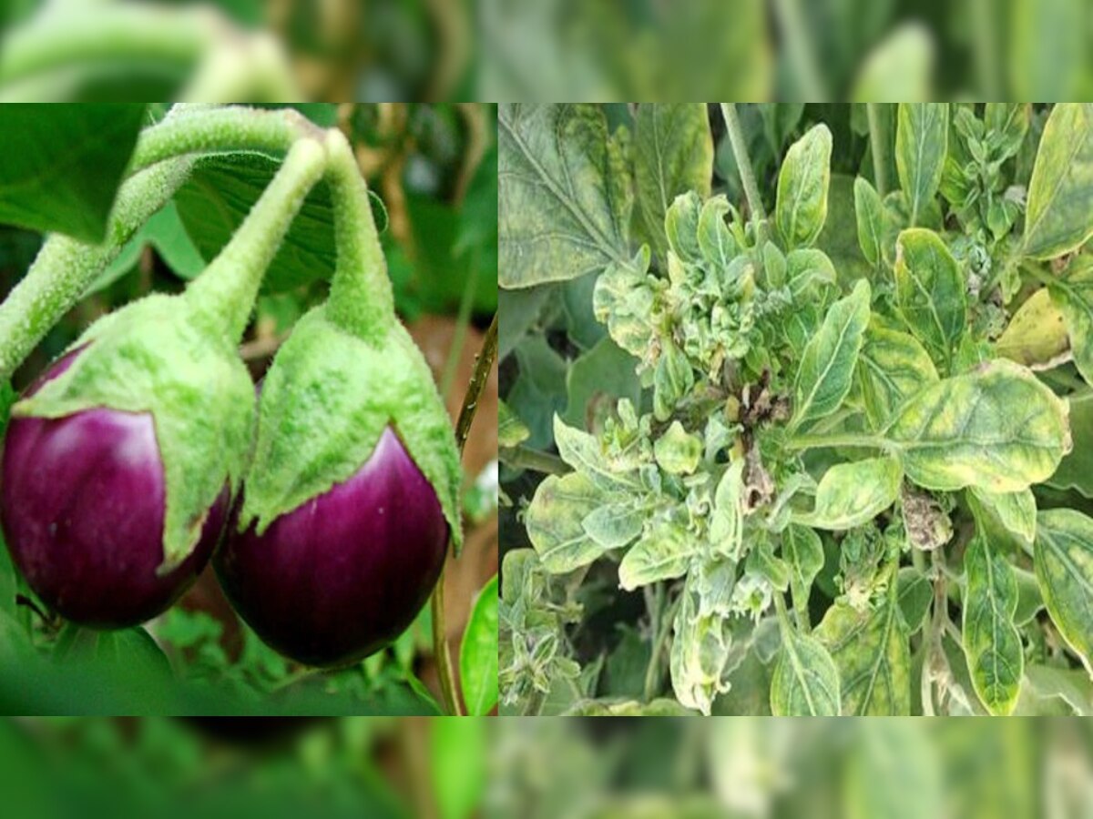 many health benefits of brinjal leaves know here Consumption of brinjal