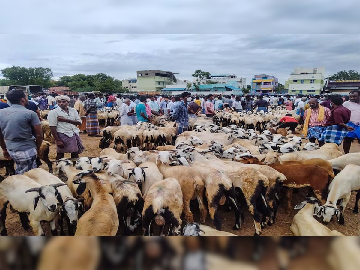 अलामती तस्वीर 