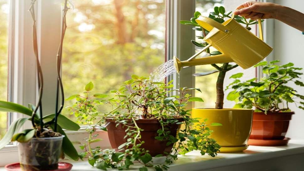 Vastu Tips: घर में भूल से भी न लगाएं ये 4 पेड़-पौधे, मुसीबतों का टूट पड़ता है पहाड़