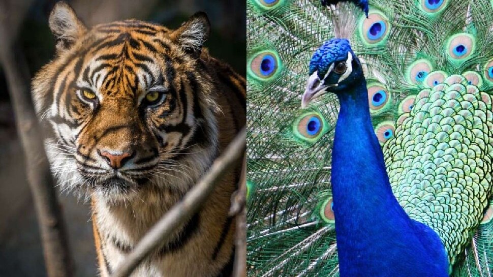 राष्ट्रीय पशु Tiger और राष्ट्रीय पक्षी Peacock में छिड़ी जंग, Viral Video में देखें जीता कौन