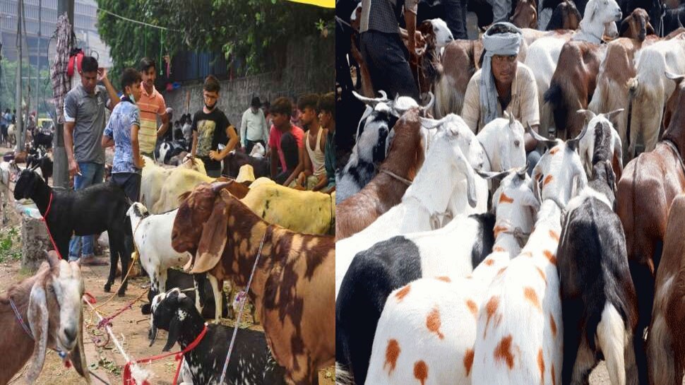 Bakra Eid पर छूट देने पर IMA ने जताई नाराजगी, कहा- कांवड़ यात्रा रद्द तो यहां ढील क्यों?